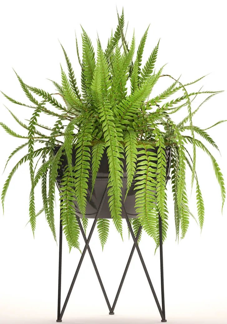 decoration – Fern in the pot 3ds Max