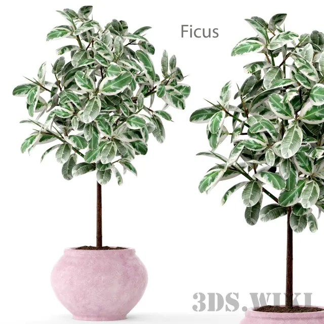 decoration – FICUS 2 BIG 3ds Max