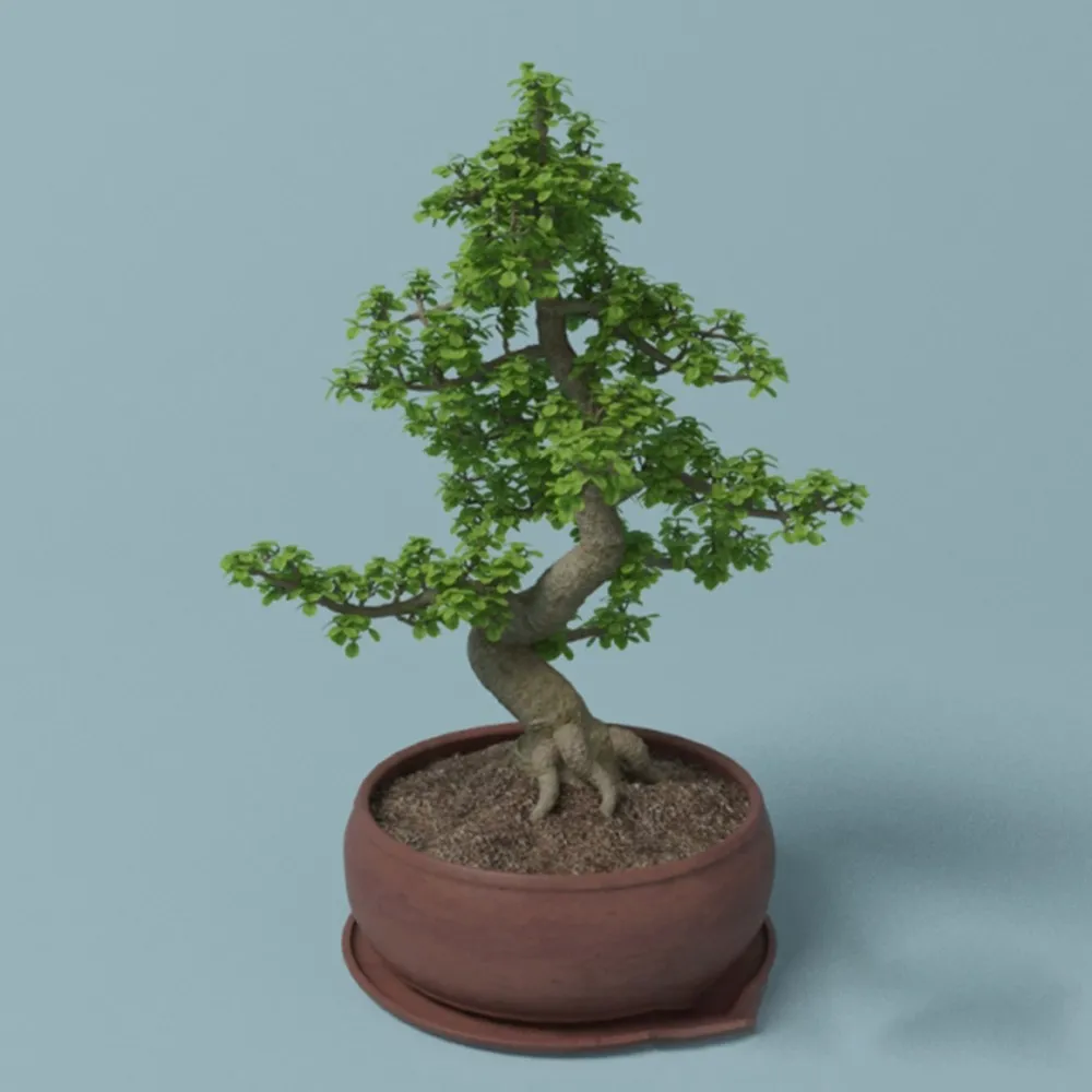 decoration – Ficus – Beautiful tree-shaped plant 3ds Max
