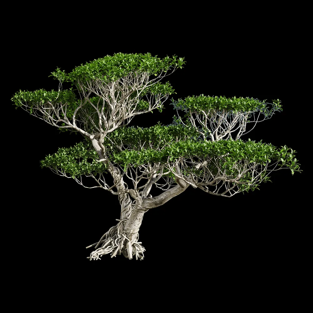 decoration – Ficus concinna 1 3ds Max