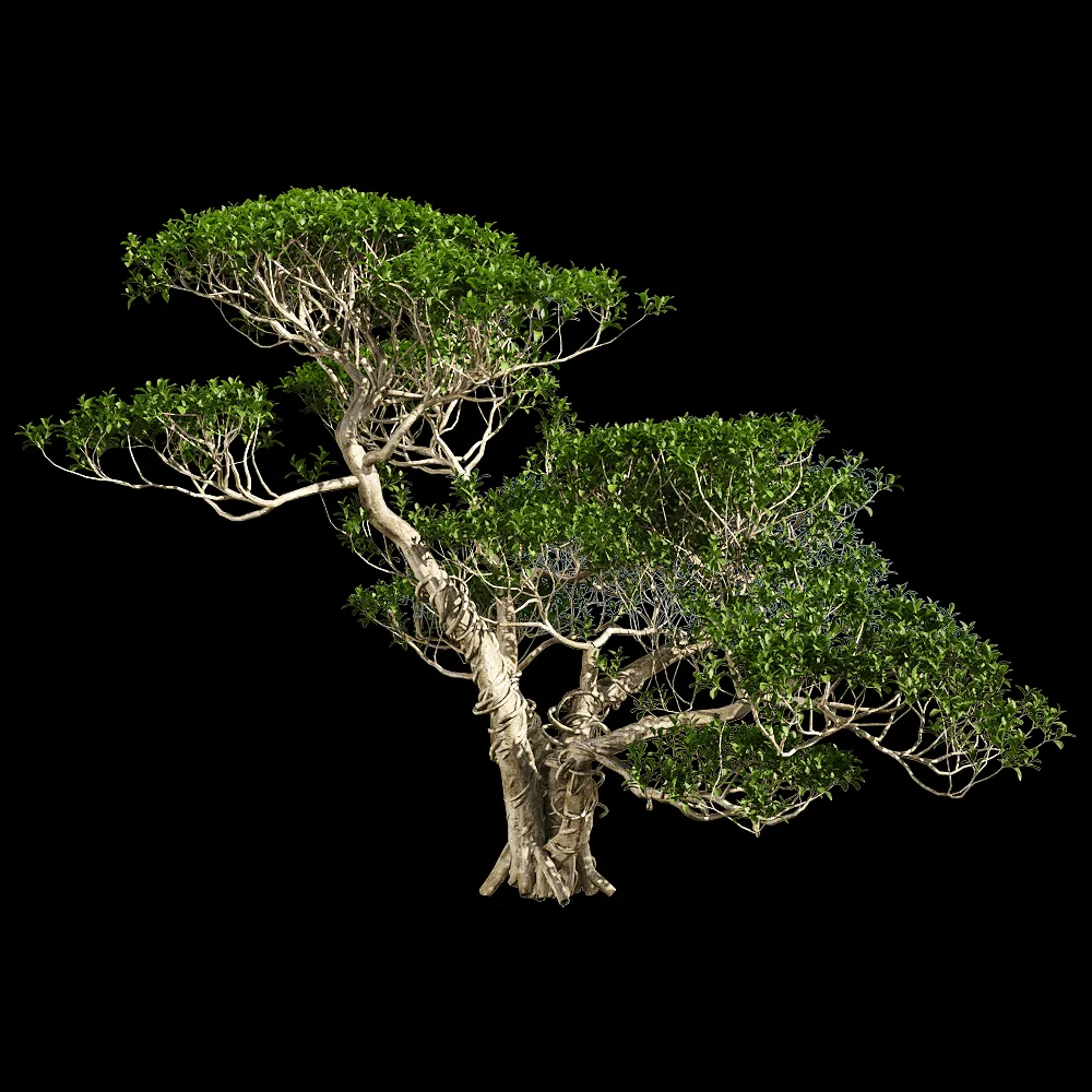 decoration – Ficus concinna 2 3ds Max
