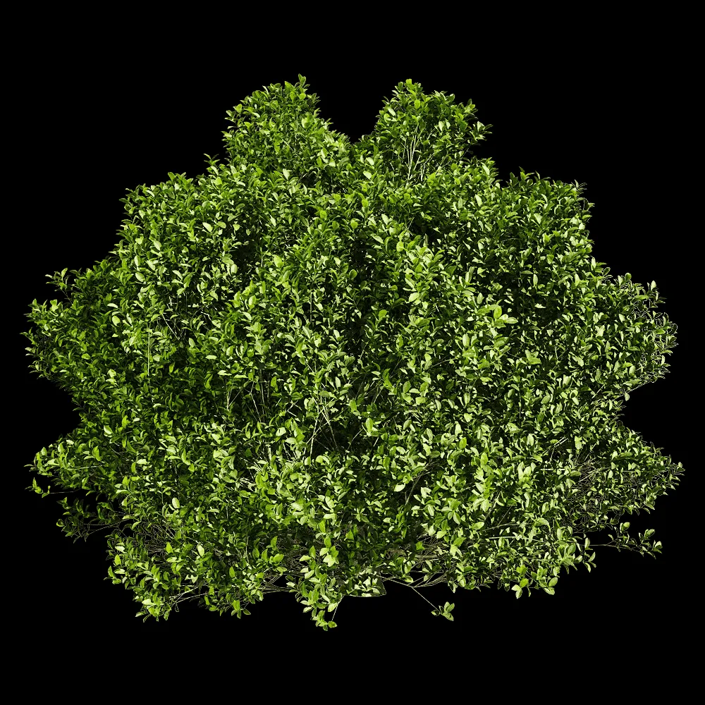 decoration – Ficus concinna 4 3ds Max