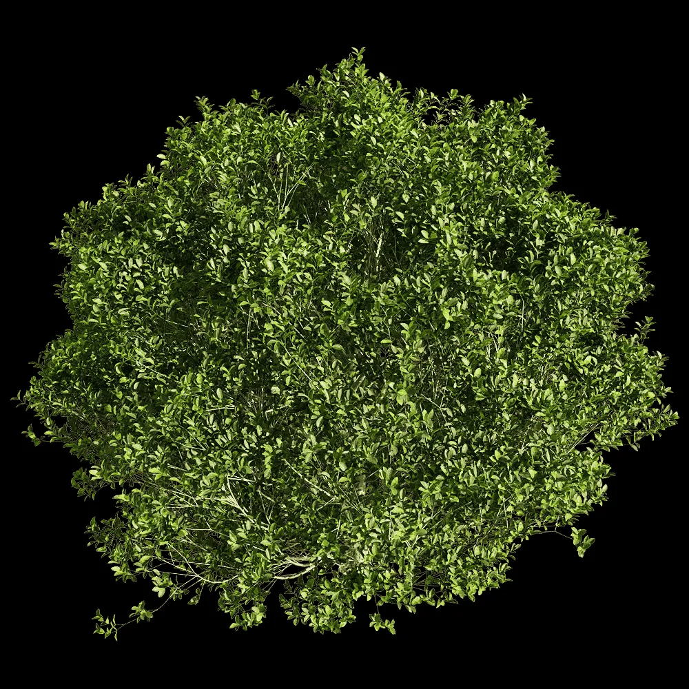 decoration – Ficus concinna 5 3ds Max