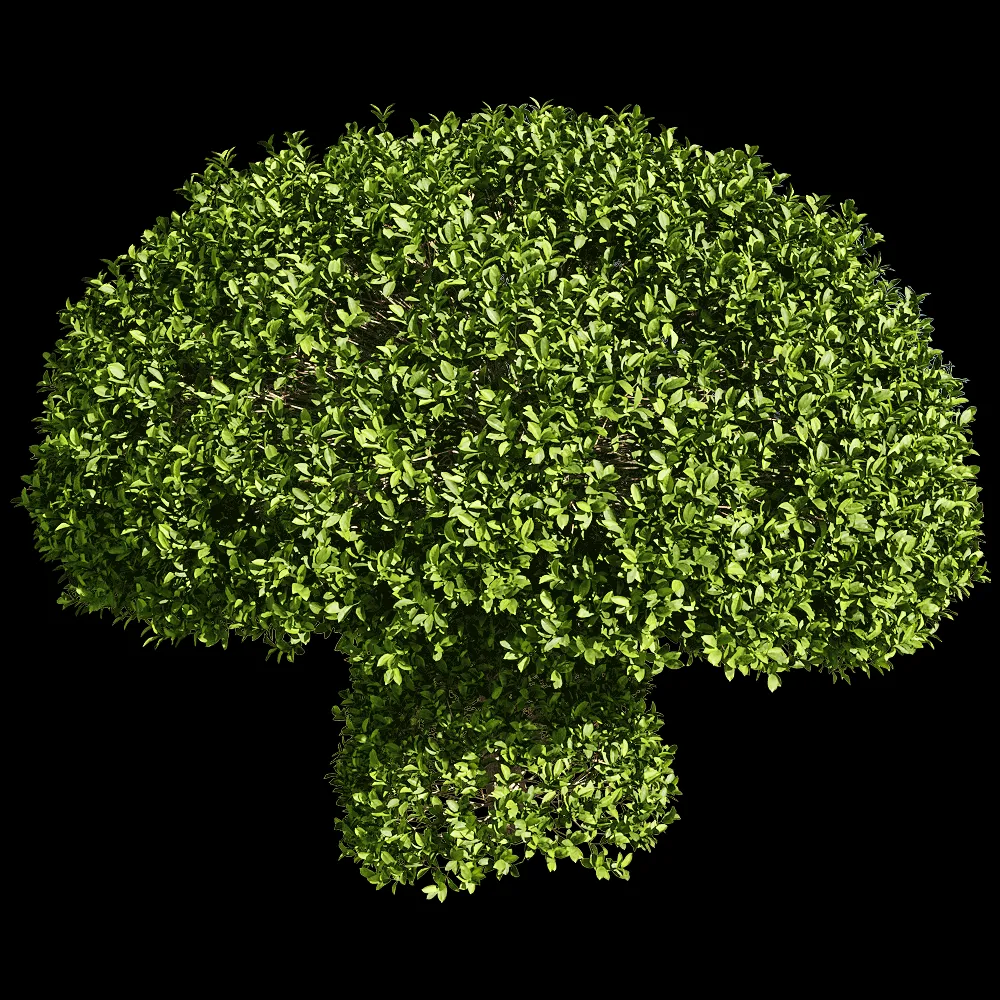 decoration – Ficus concinna 7 3ds Max