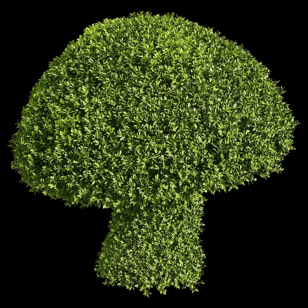 decoration – Ficus concinna 8 3ds Max