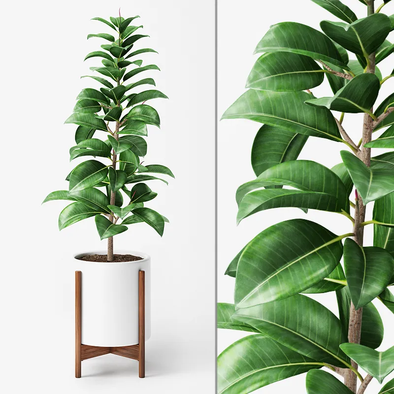 decoration – Ficus Elastica  4 3ds Max