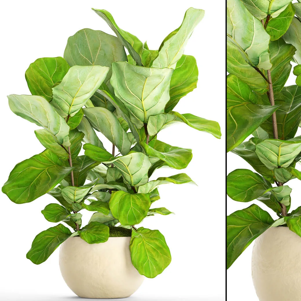decoration – Ficus Elastica 6 3ds Max