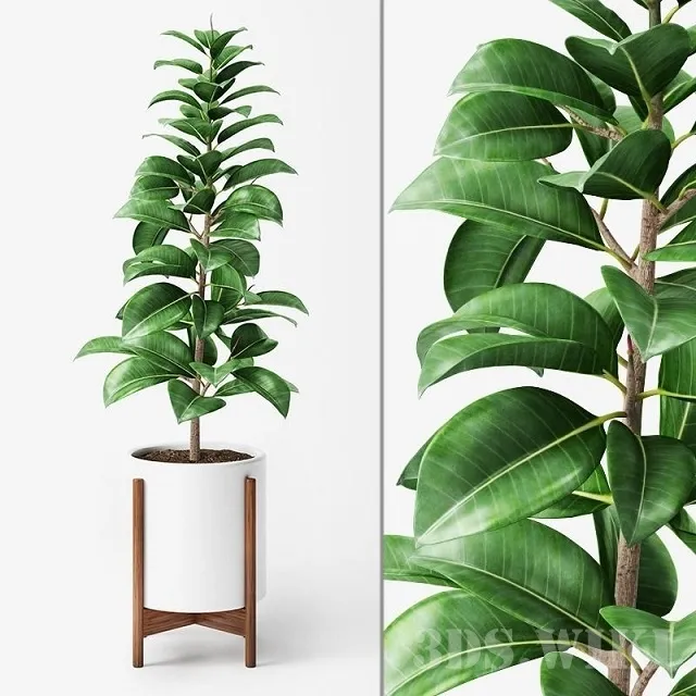 decoration – Ficus Elastica plant in a pot 3ds Max