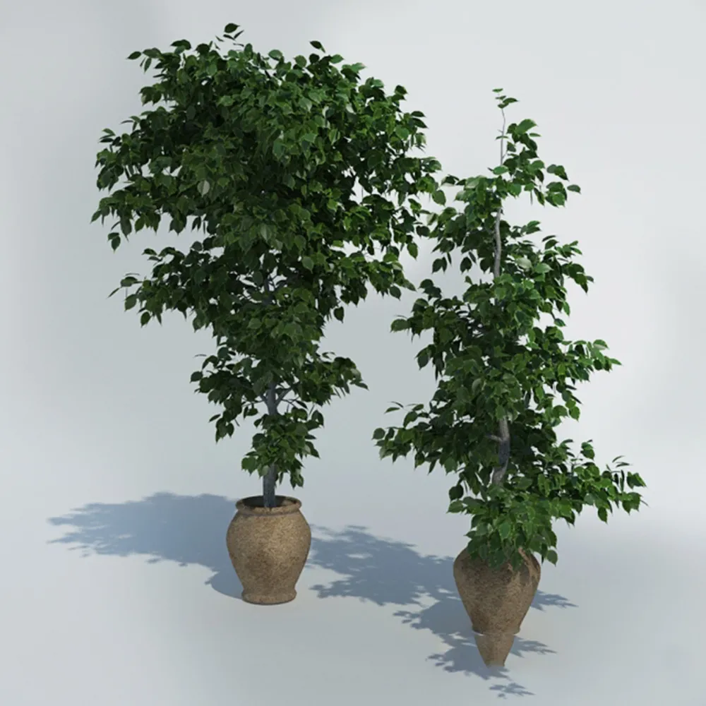 decoration – Ficus in pots 3ds Max