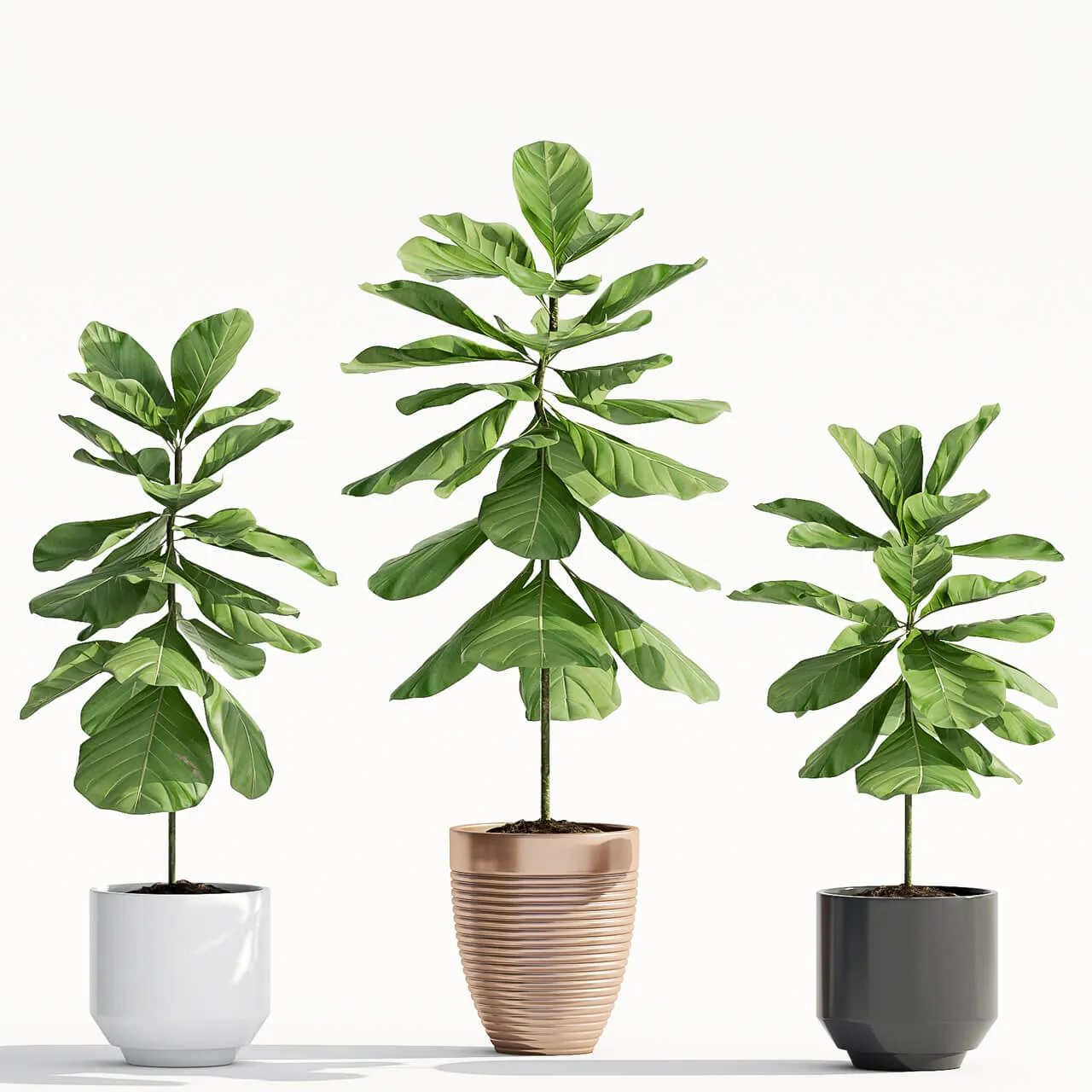 decoration – Ficus Lyrata plant 65 3ds Max