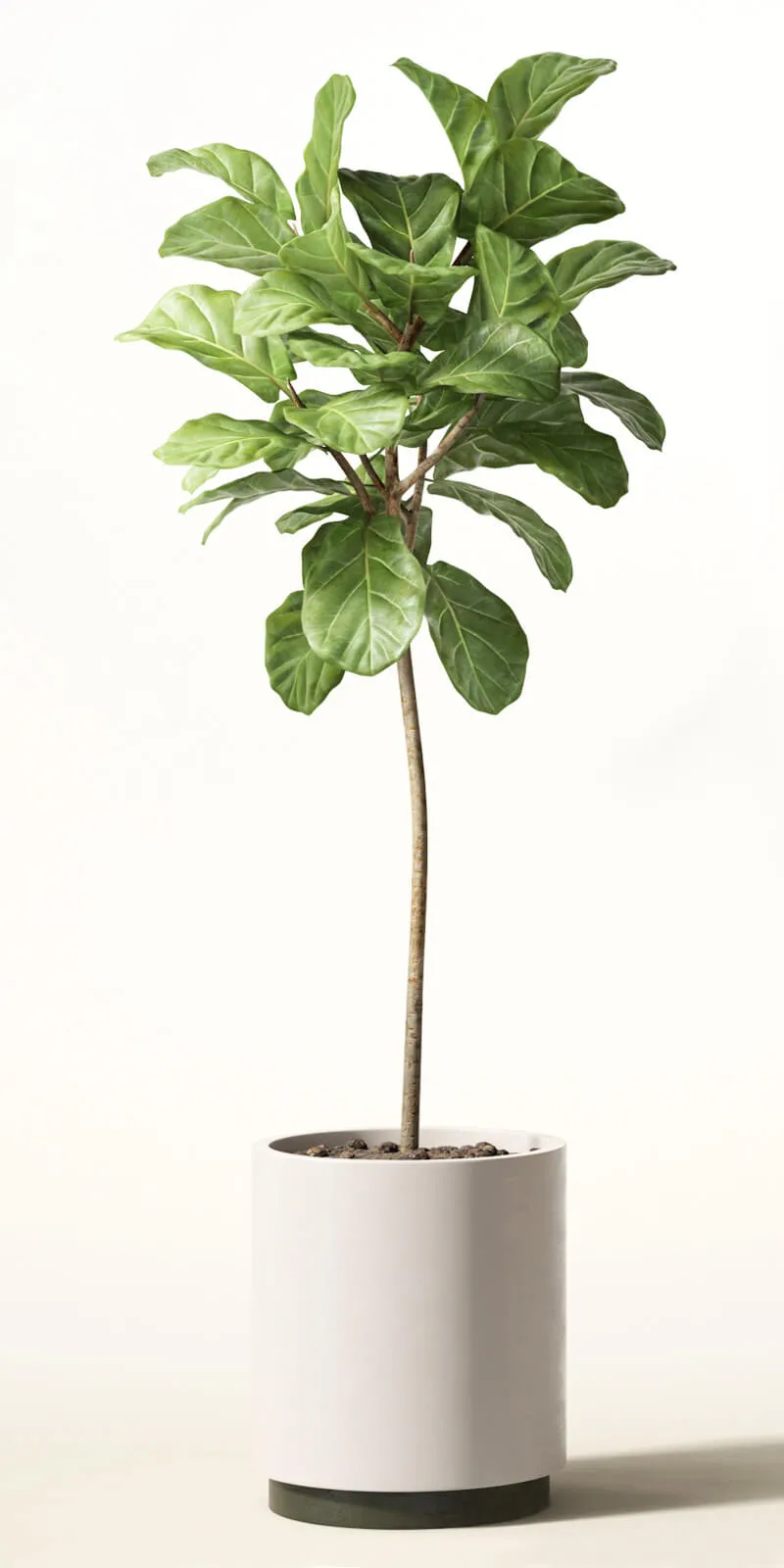 decoration – Ficus lyre 3ds Max