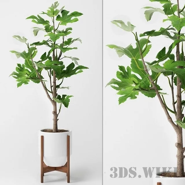 decoration – Fig tree in a pot 3ds Max