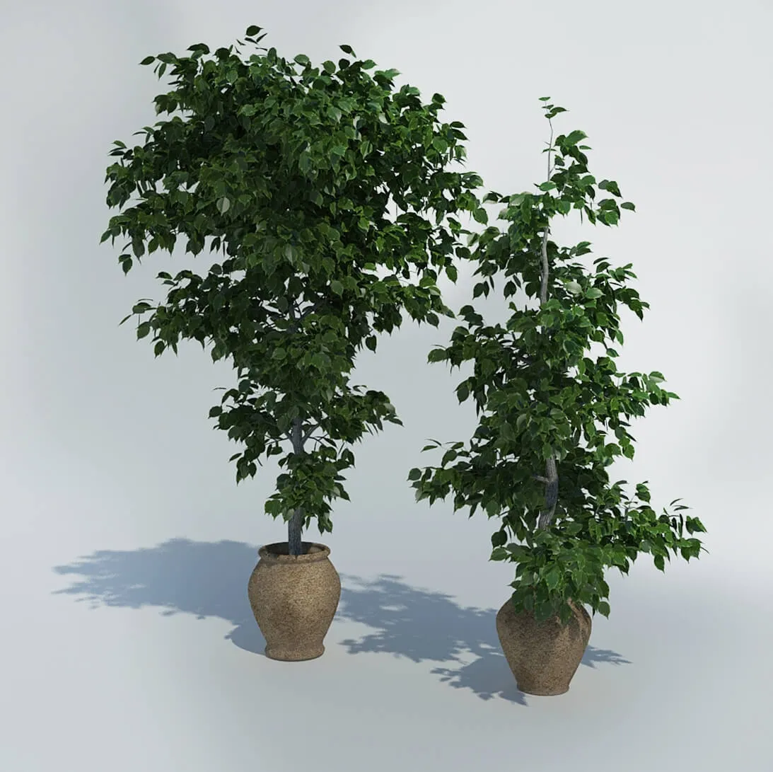 decoration – Fikus 35 3ds Max