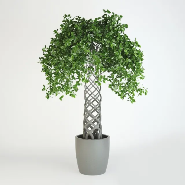 decoration – Fikus 36 3ds Max