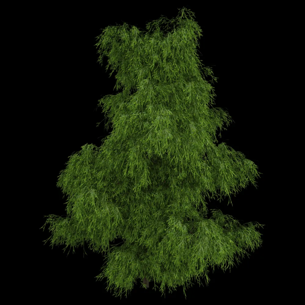 decoration – Filifera Aureai 01 05 3ds Max