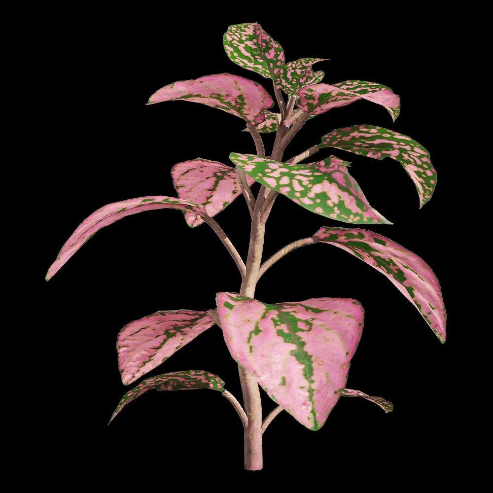 decoration – Fittonia albivenis 1 3ds Max