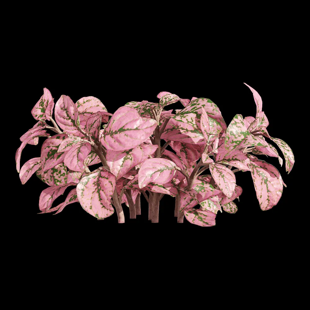decoration – Fittonia albivenis 2 3ds Max