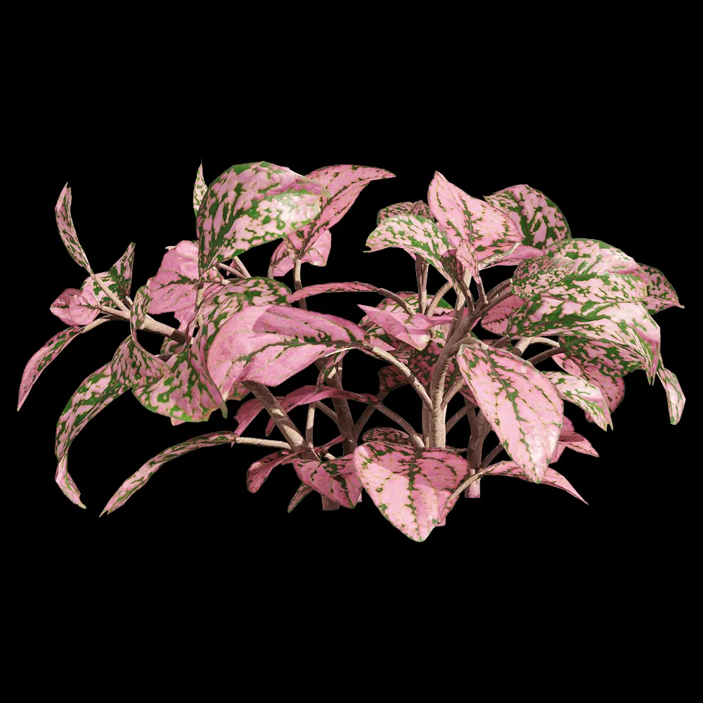 decoration – Fittonia albivenis 3 3ds Max