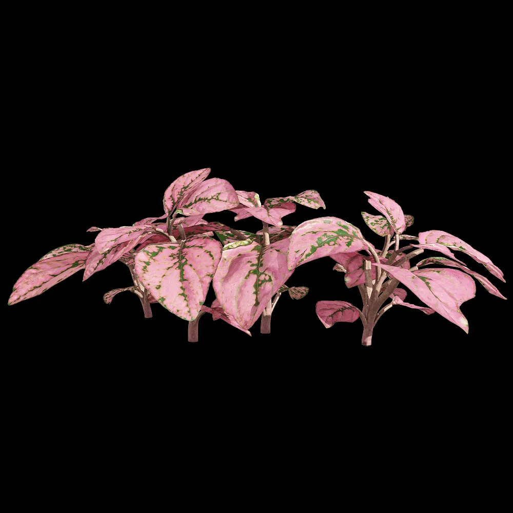 decoration – Fittonia albivenis 4 3ds Max
