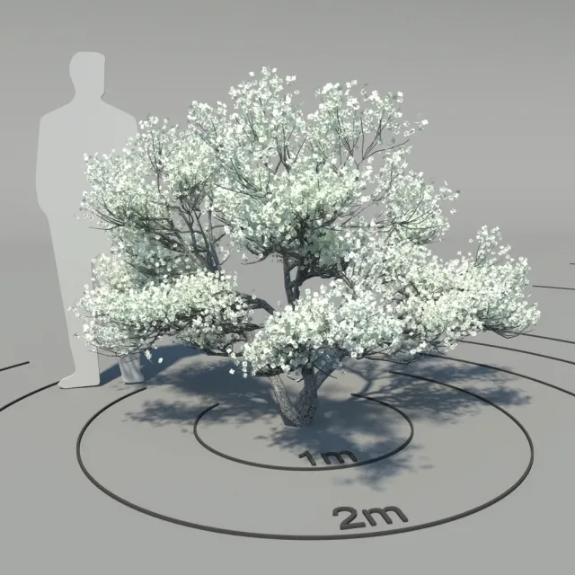 decoration – Flowering dogwood 3ds Max