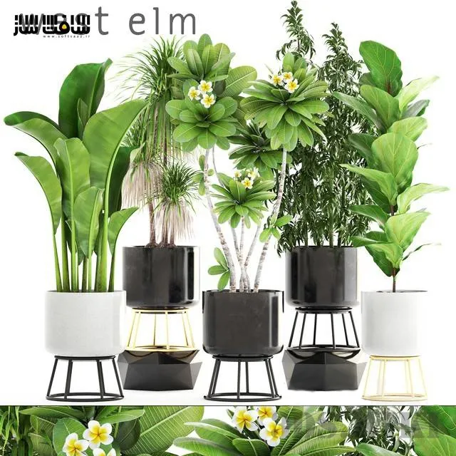 decoration – Flowerpots West Elm with plants 3ds Max