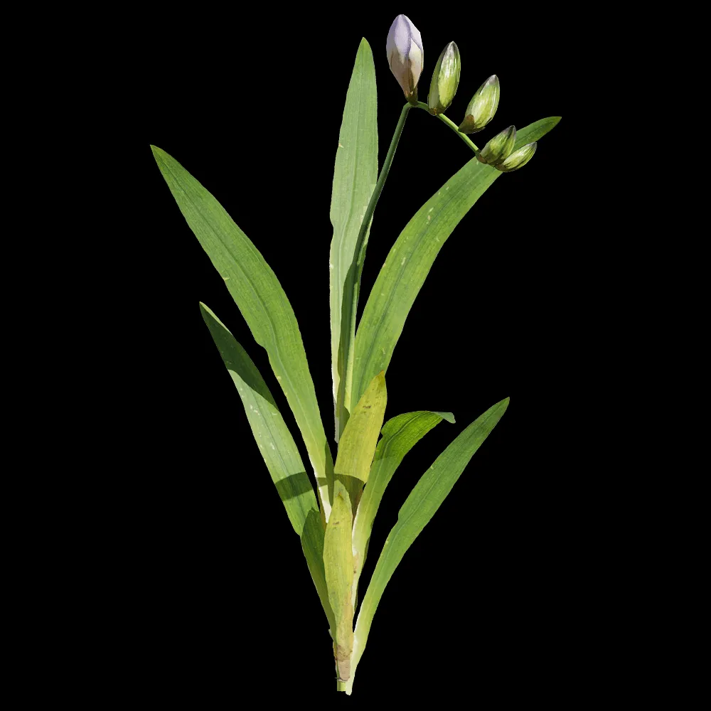 decoration – Freesia hybrida 1 3ds Max