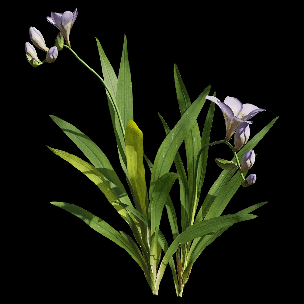 decoration – Freesia hybrida 2 3ds Max