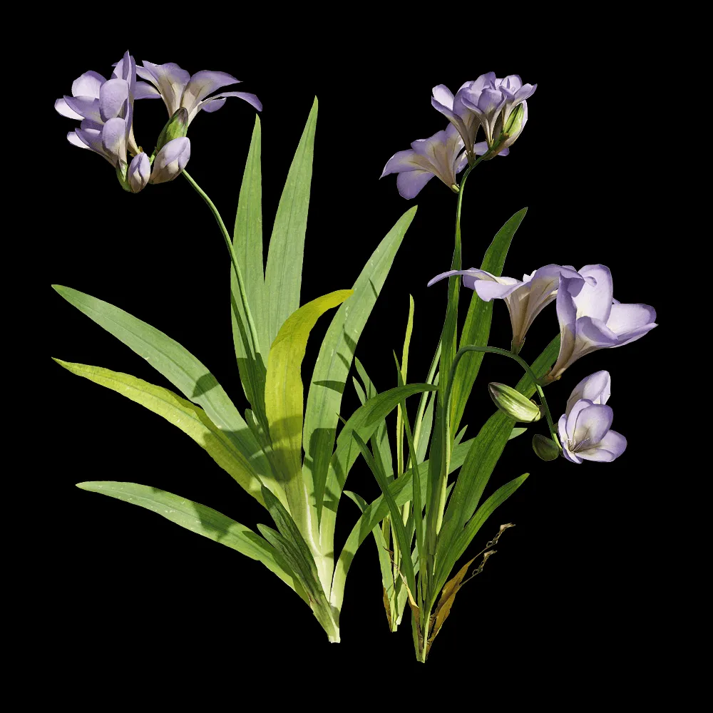 decoration – Freesia hybrida 3 3ds Max