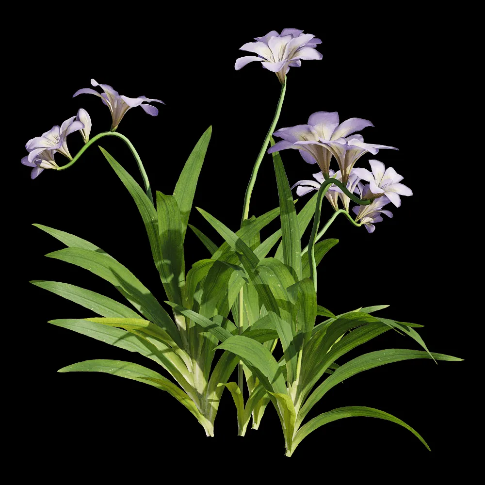 decoration – Freesia hybrida 4 3ds Max