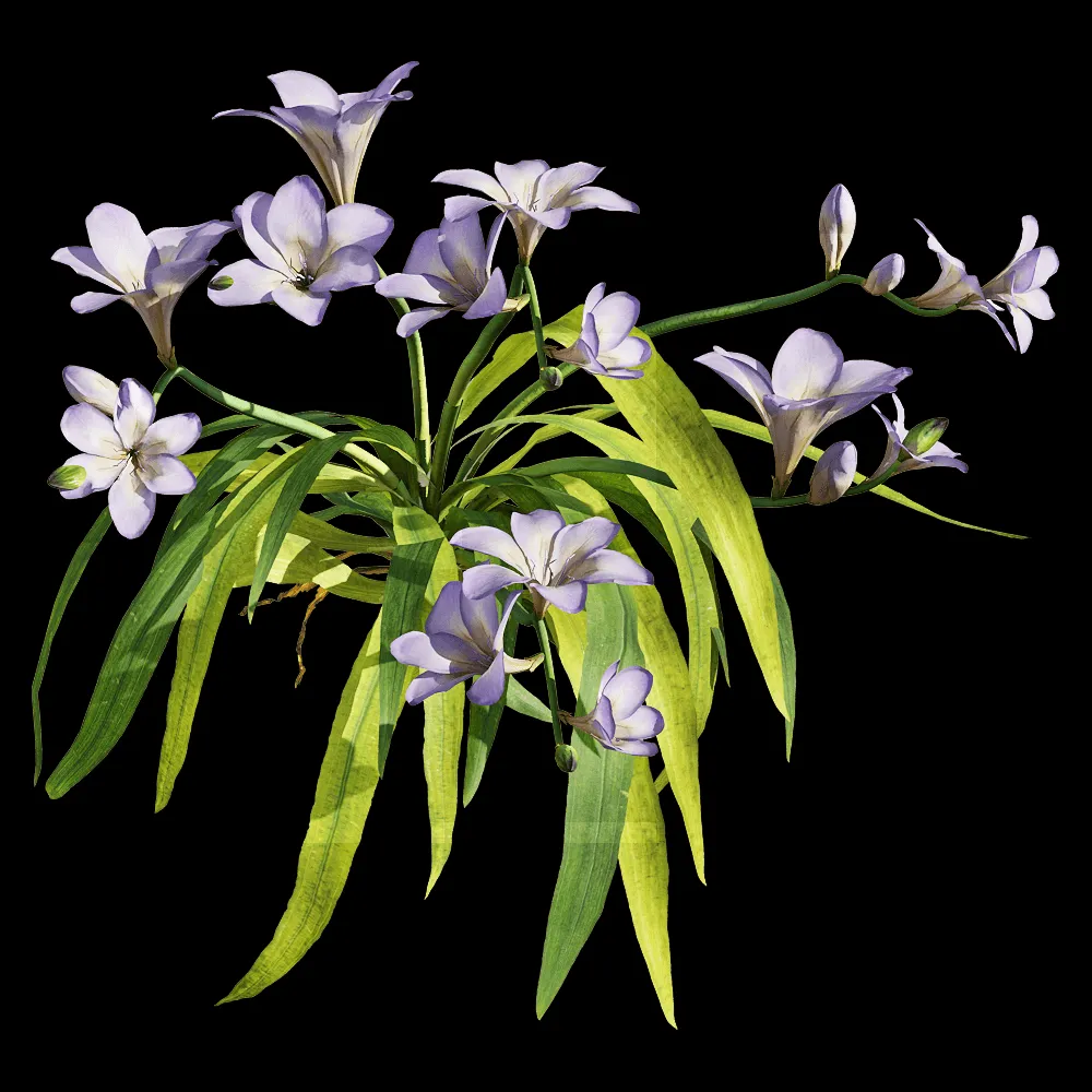 decoration – Freesia hybrida 5 3ds Max