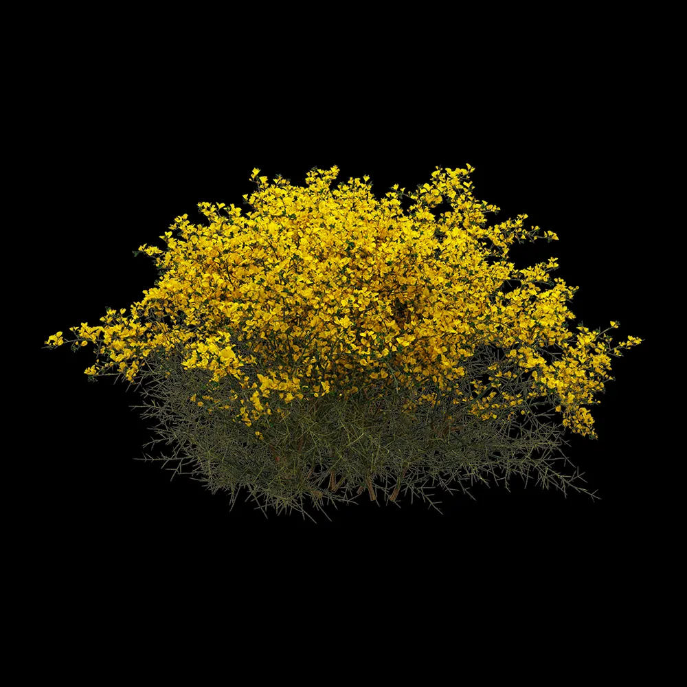 decoration – Genista scorpius 05 3ds Max