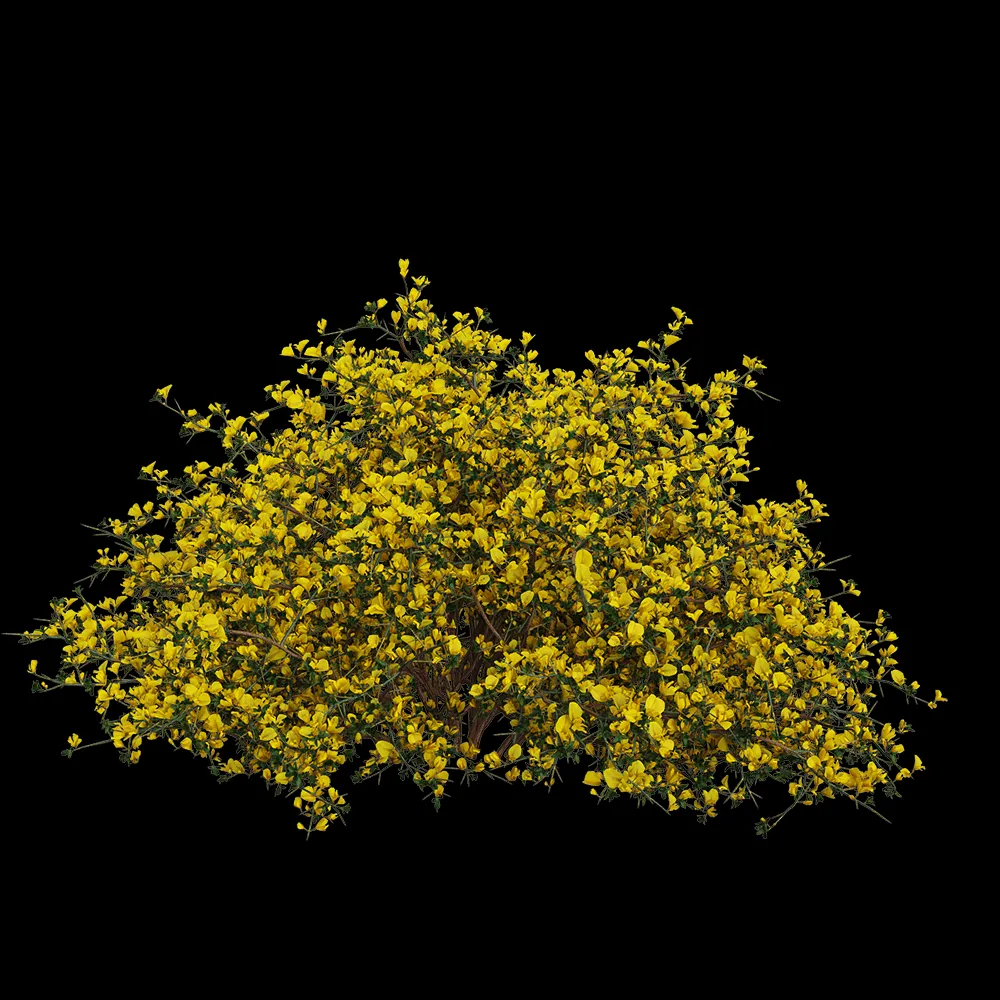 decoration – Genista scorpius 1 3ds Max