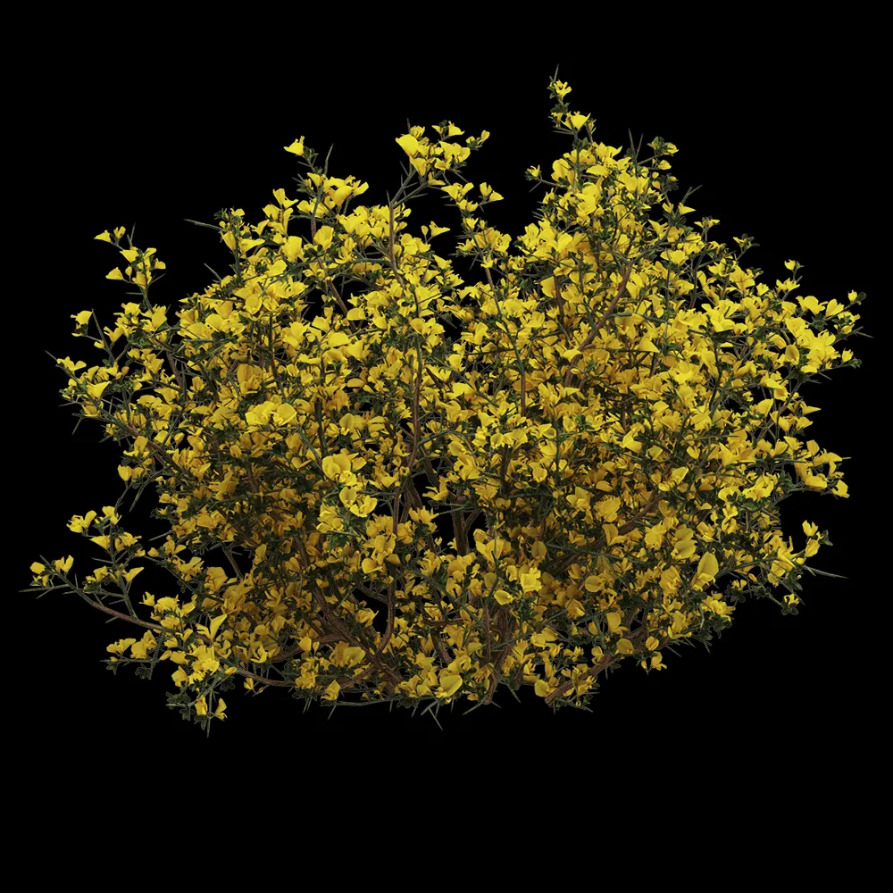 decoration – Genista scorpius 2 3ds Max