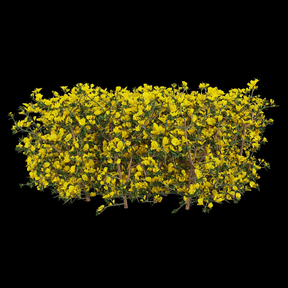 decoration – Genista scorpius 3 3ds Max