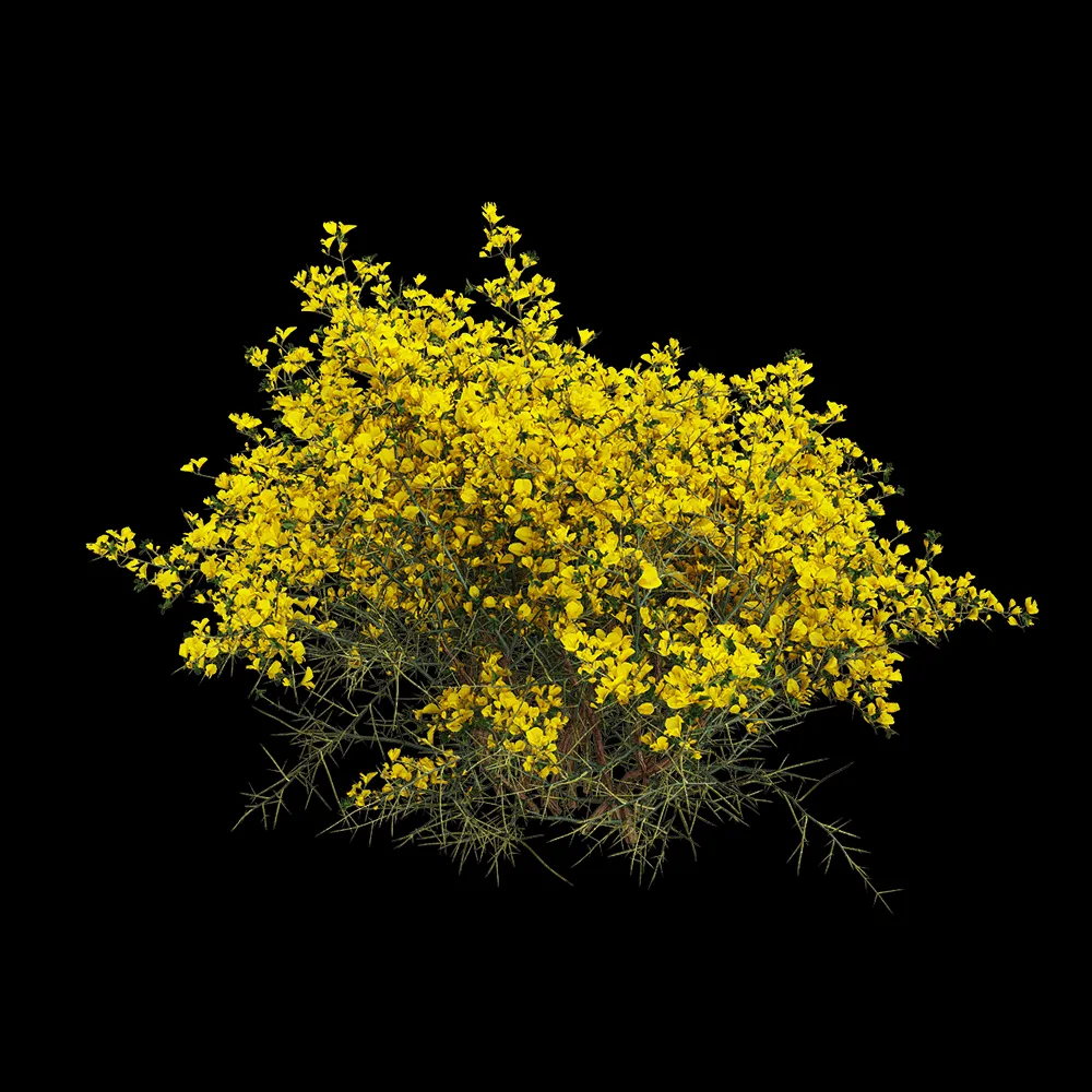 decoration – Genista scorpius 4 3ds Max