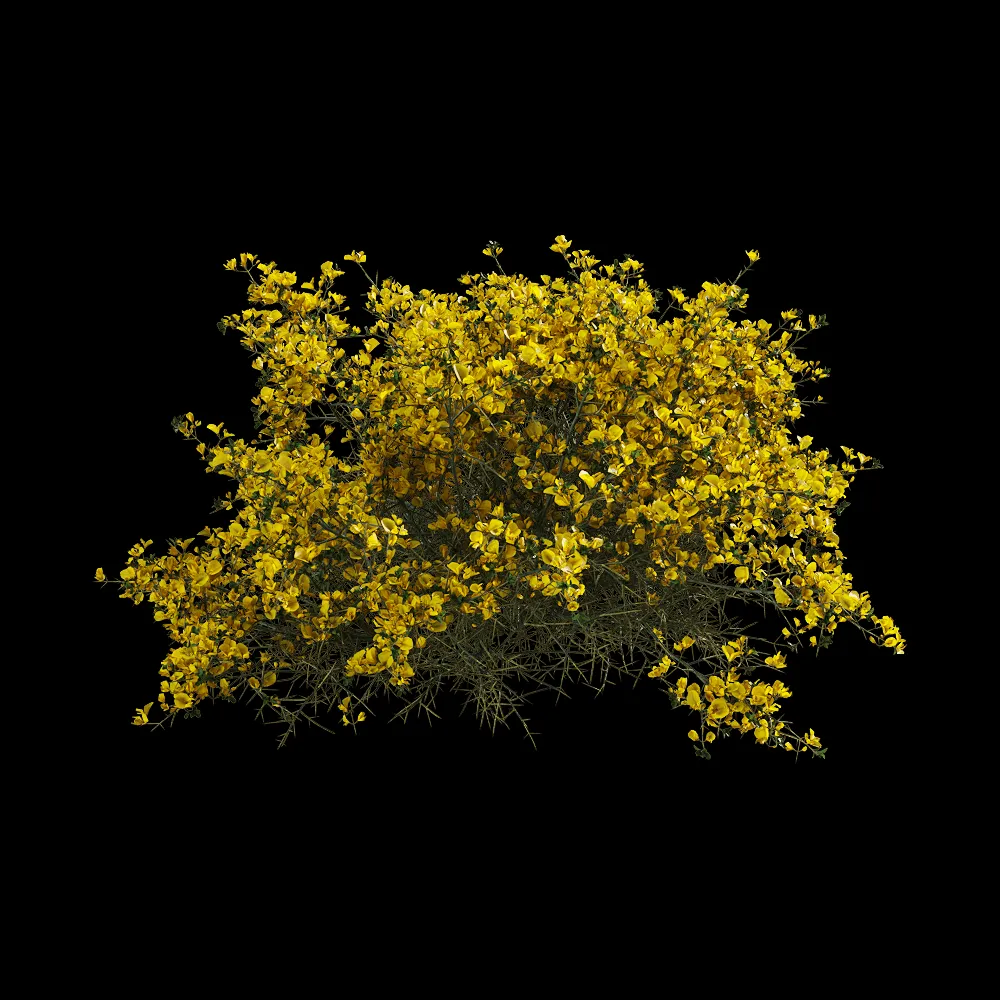 decoration – Genista scorpius 6 3ds Max