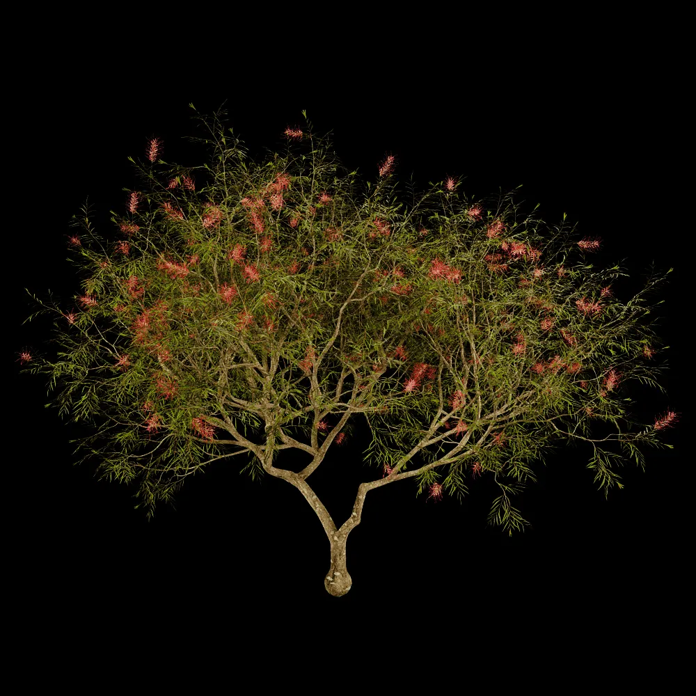decoration – Grevillea Banksii 01 01 3ds Max