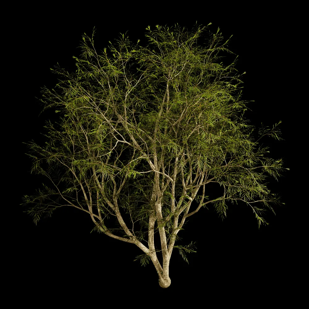 decoration – Grevillea Banksii 01 02 3ds Max