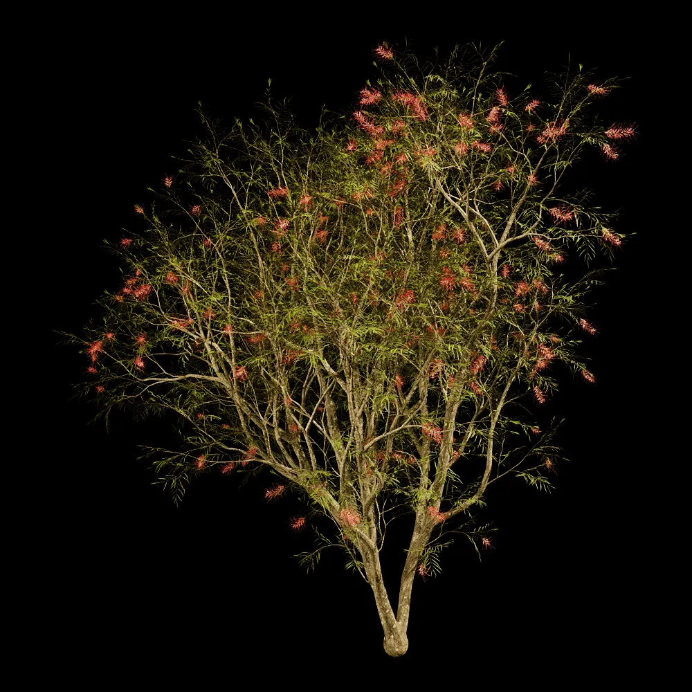 decoration – Grevillea Banksii 01 03 3ds Max