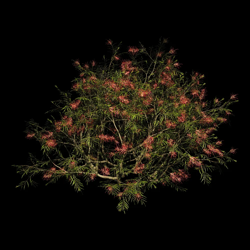 decoration – Grevillea Banksii 01 04 3ds Max