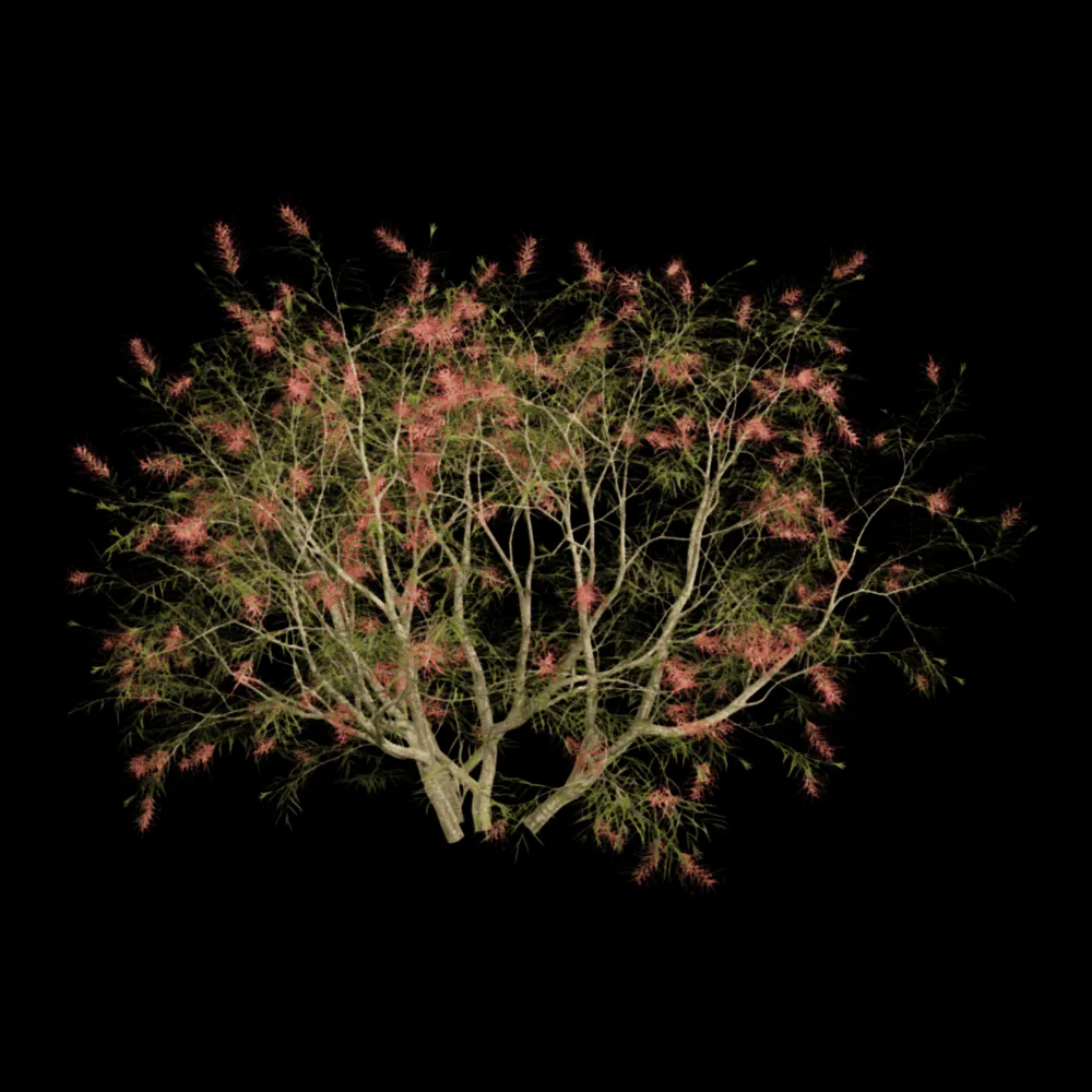 decoration – Grevillea Banksii 01 05 3ds Max