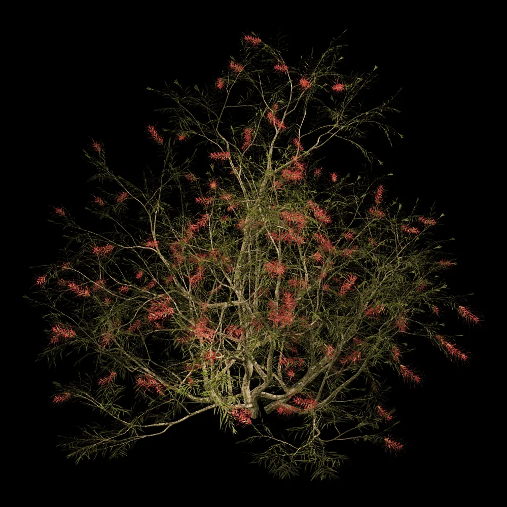 decoration – Grevillea Banksii 01 06 3ds Max