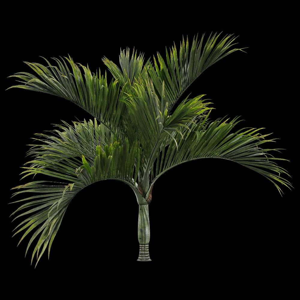 decoration – Hedyscepe canterburyana 1 3ds Max