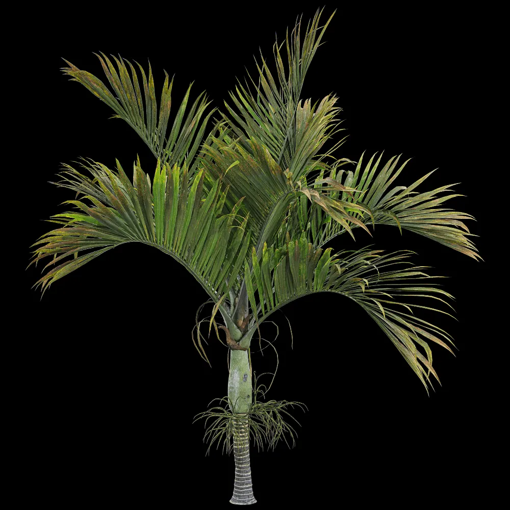 decoration – Hedyscepe canterburyana 3 3ds Max