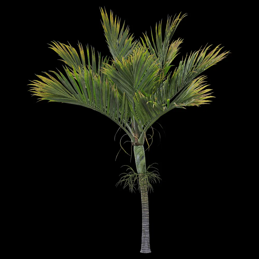 decoration – Hedyscepe canterburyana 4 3ds Max