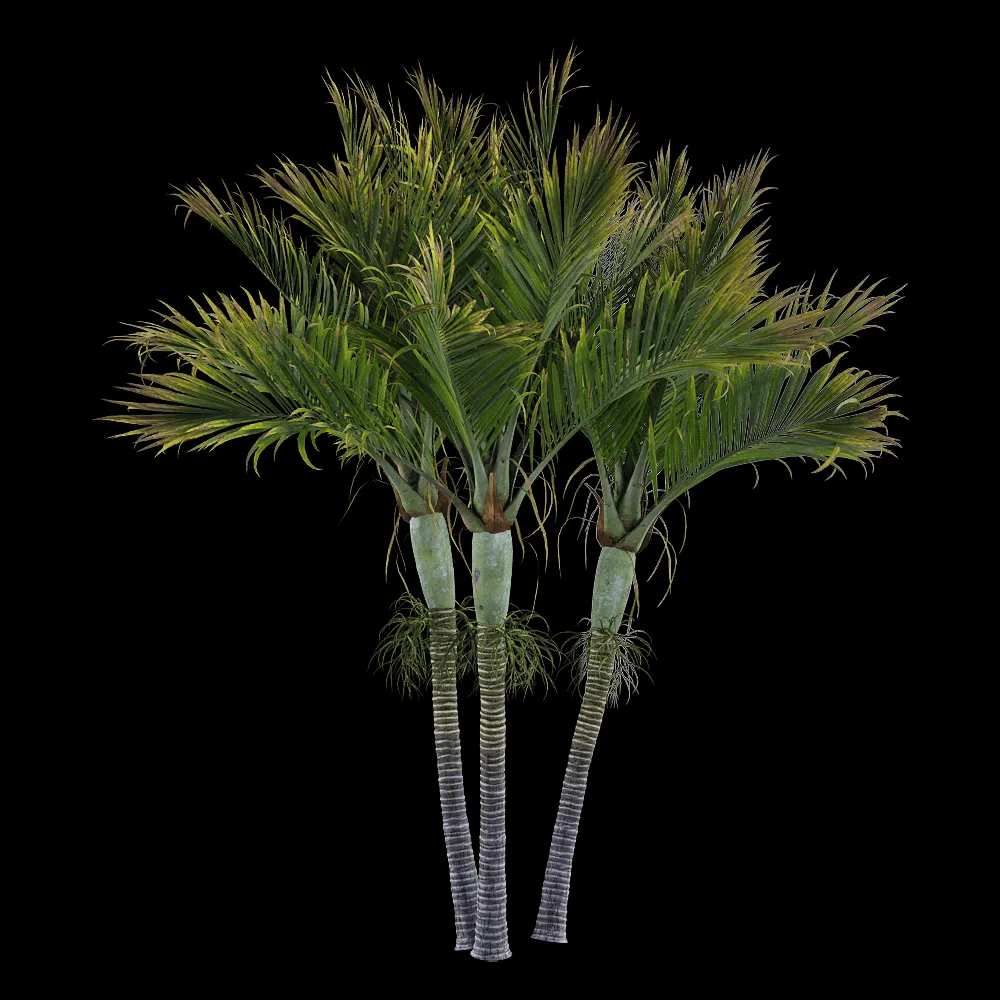 decoration – Hedyscepe Canterburyana 6 3ds Max