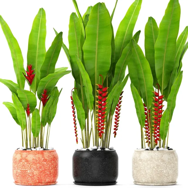 decoration – Heliconia 3ds Max