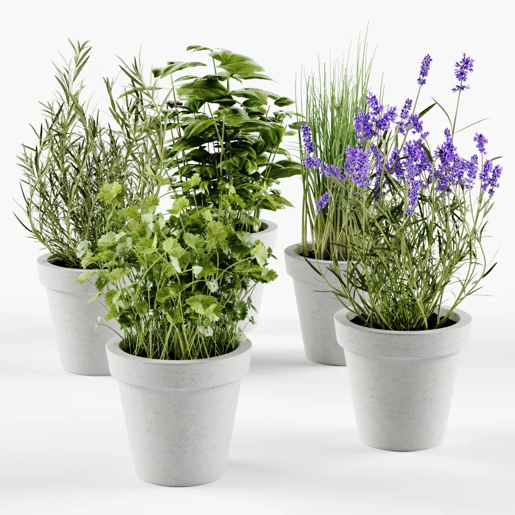 decoration – Herbs in concrete pots 04 3ds Max