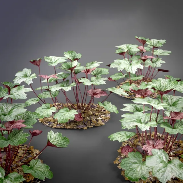 decoration – Heuchera 3ds Max