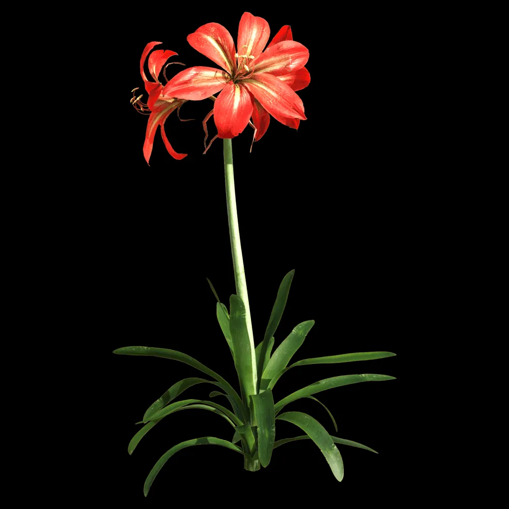 decoration – Hippeastrum rutilum 1 3ds Max